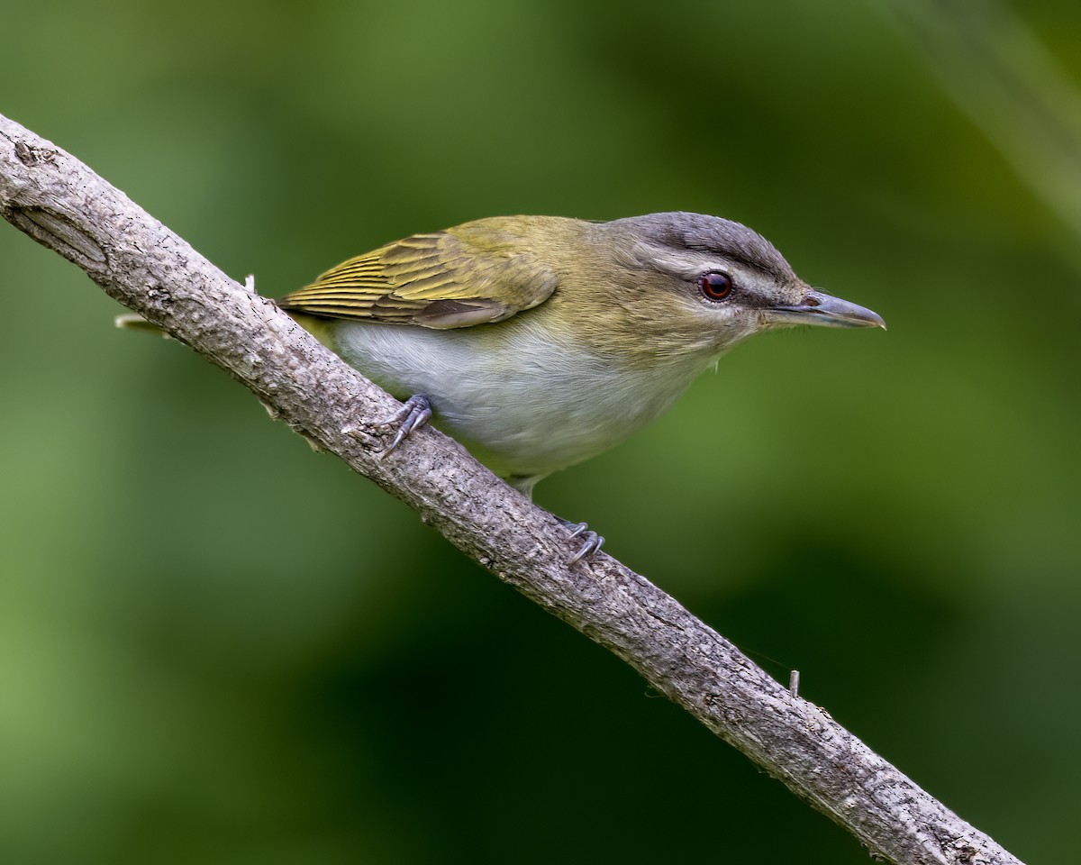 Red-eyed Vireo - ML563228551