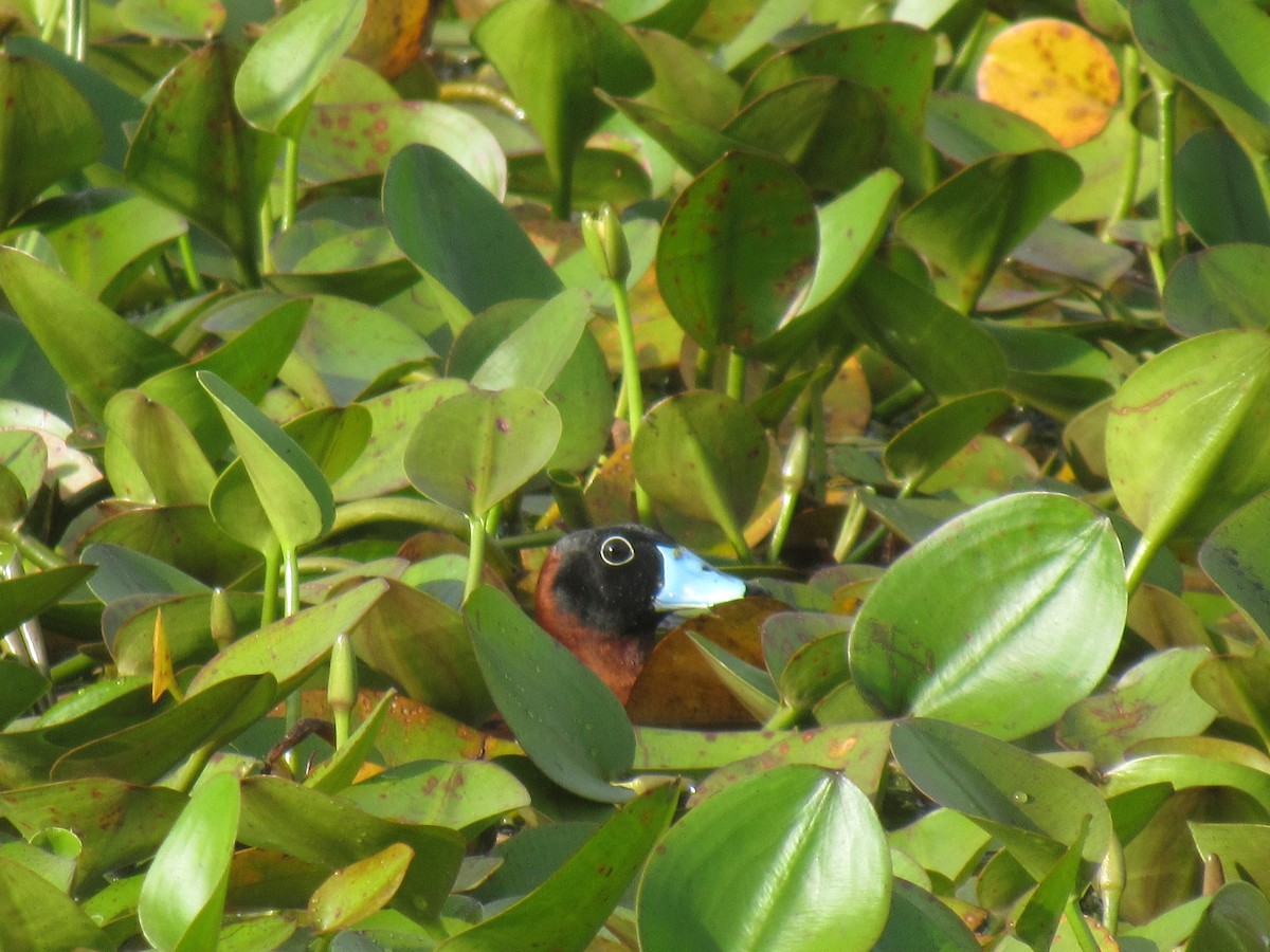 メンカブリオタテガモ - ML563228581