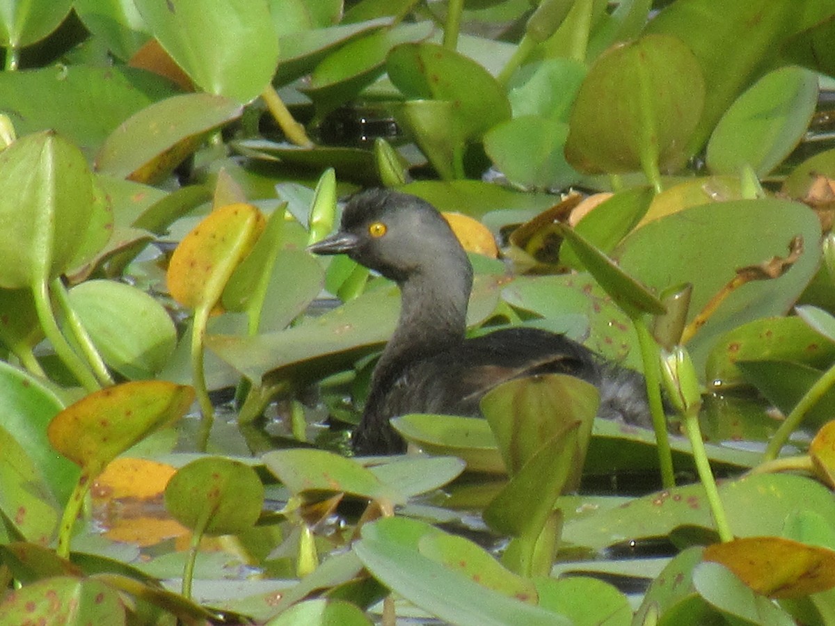 ヒメカイツブリ - ML563228671