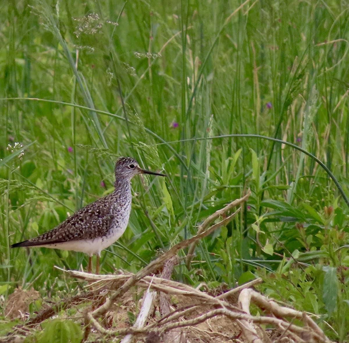 Lesser Yellowlegs - ML563228731