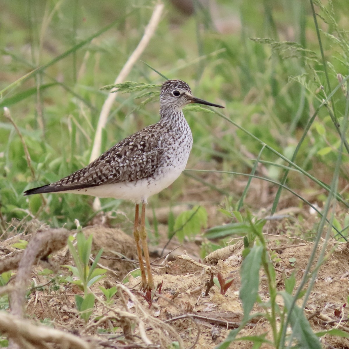 Lesser Yellowlegs - ML563228761