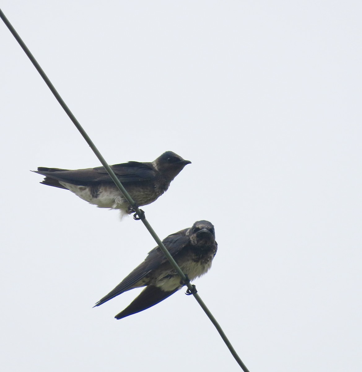 Purple Martin - ML563228791