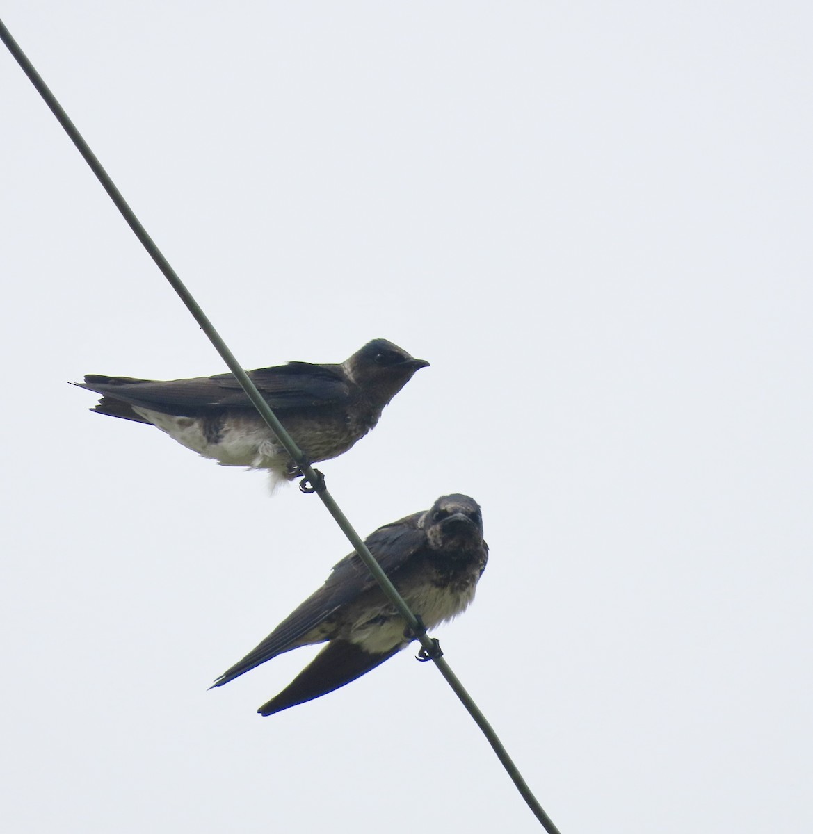 Golondrina Purpúrea - ML563228791