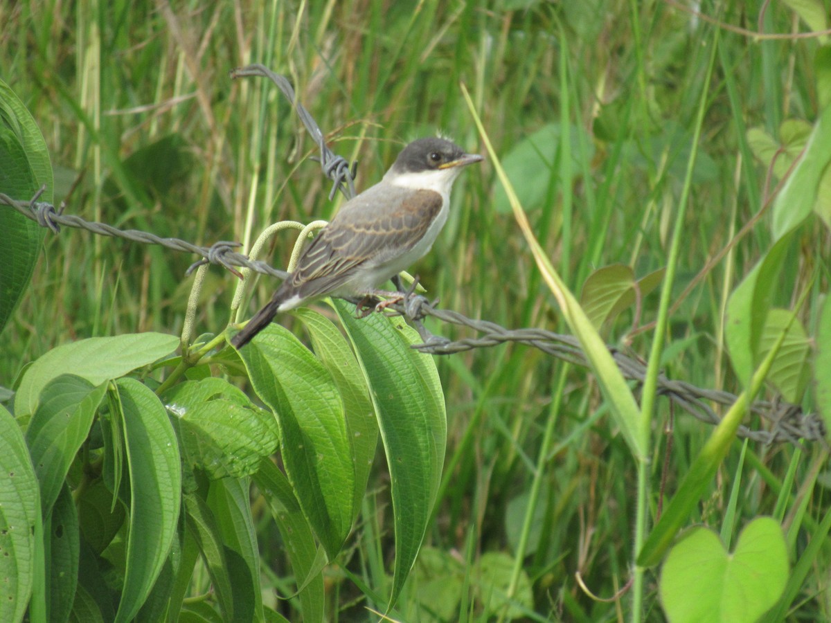 オウサマタイランチョウ - ML563228901