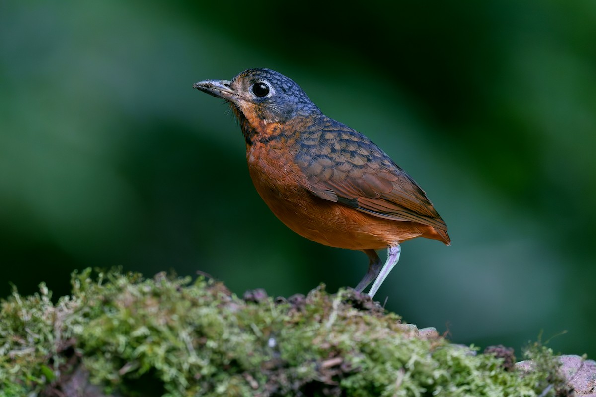 Scaled Antpitta - ML563229051