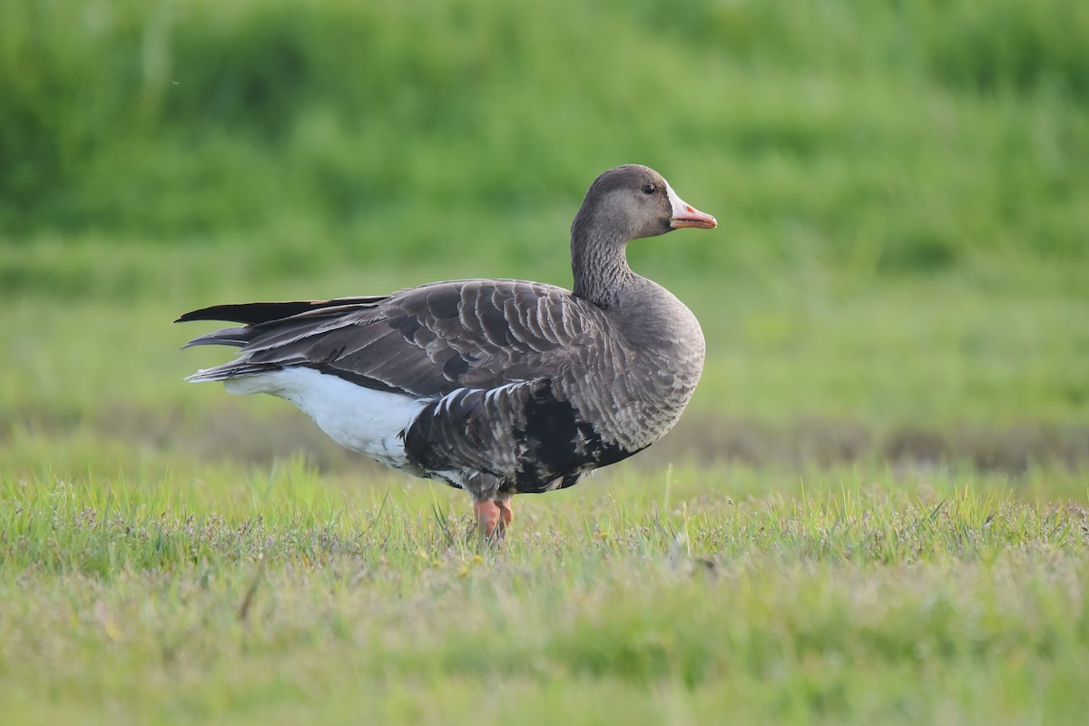 Greater White-fronted Goose - Cedrik von Briel