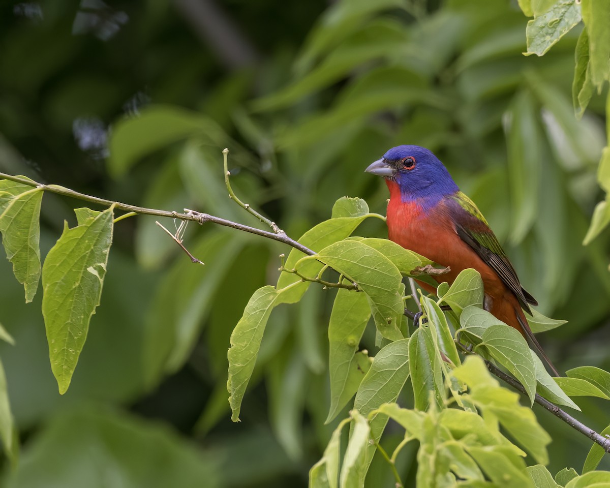 Painted Bunting - Anonymous