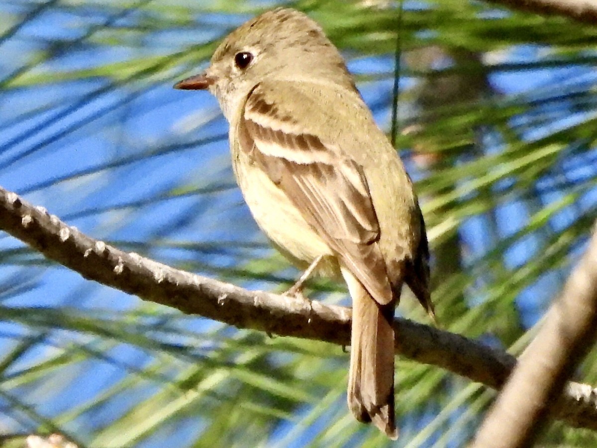 Hammond's Flycatcher - ML563230301