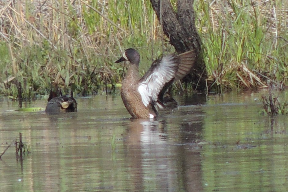 Blue-winged Teal - ML563231371
