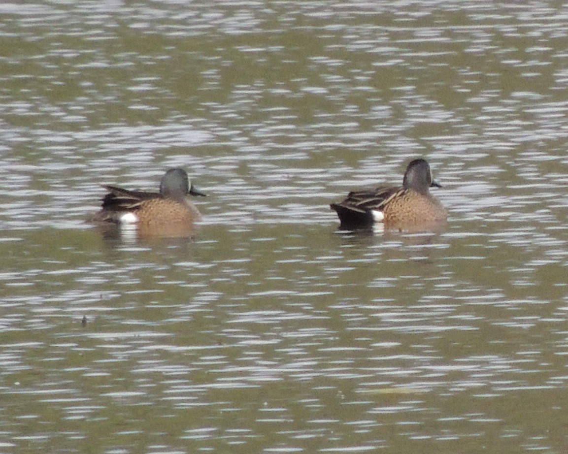 Blue-winged Teal - ML563231391