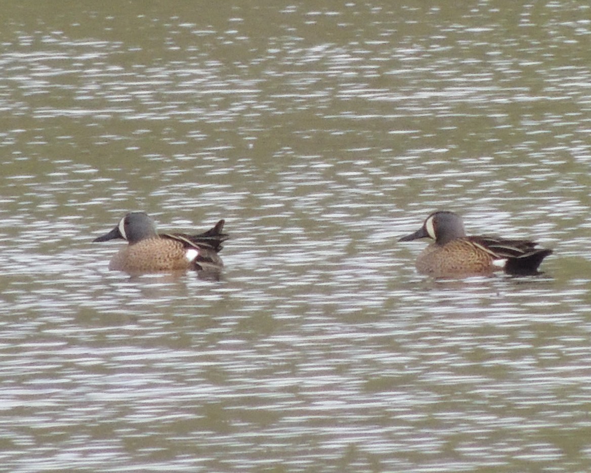 Blue-winged Teal - ML563231401