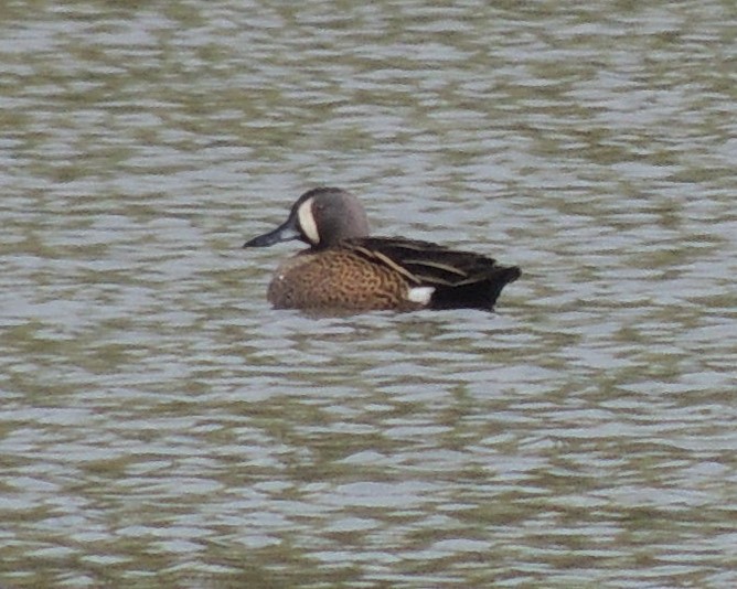 Blue-winged Teal - ML563231411