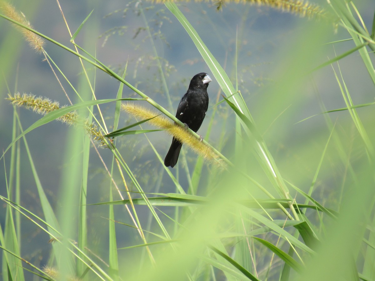 オオコメワリ - ML563231591