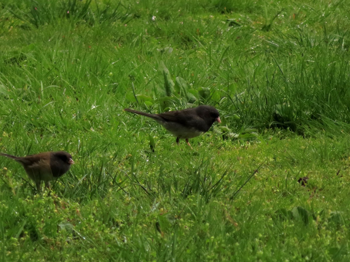 Dark-eyed Junco (cismontanus) - ML563231881