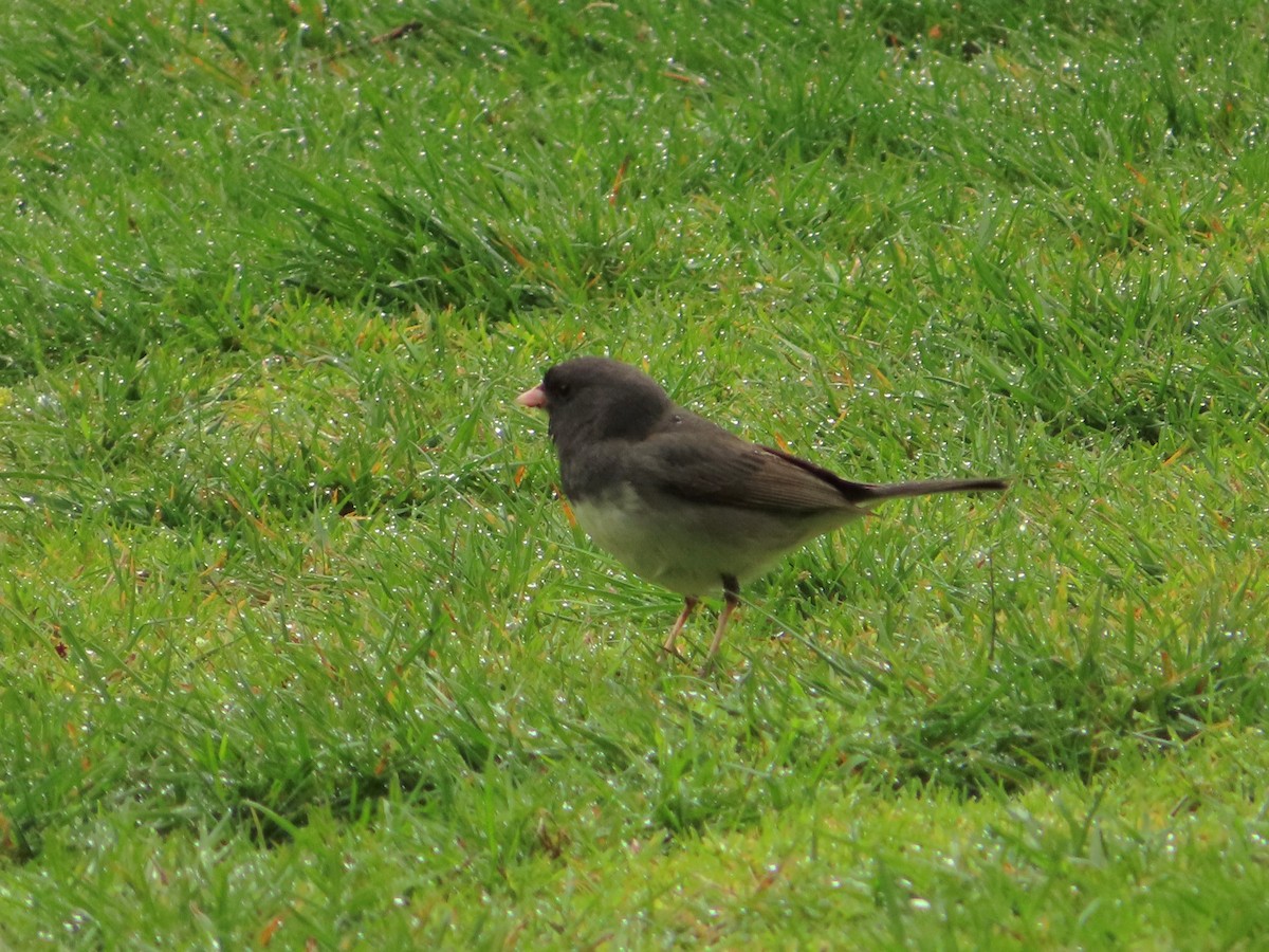 Dark-eyed Junco (cismontanus) - ML563231921