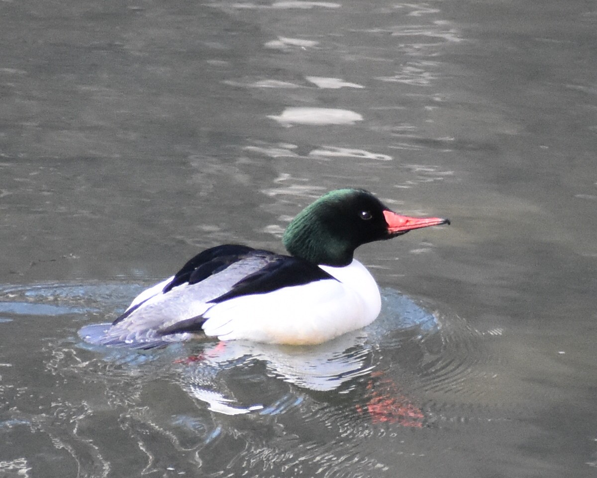 Common Merganser - ML563232211