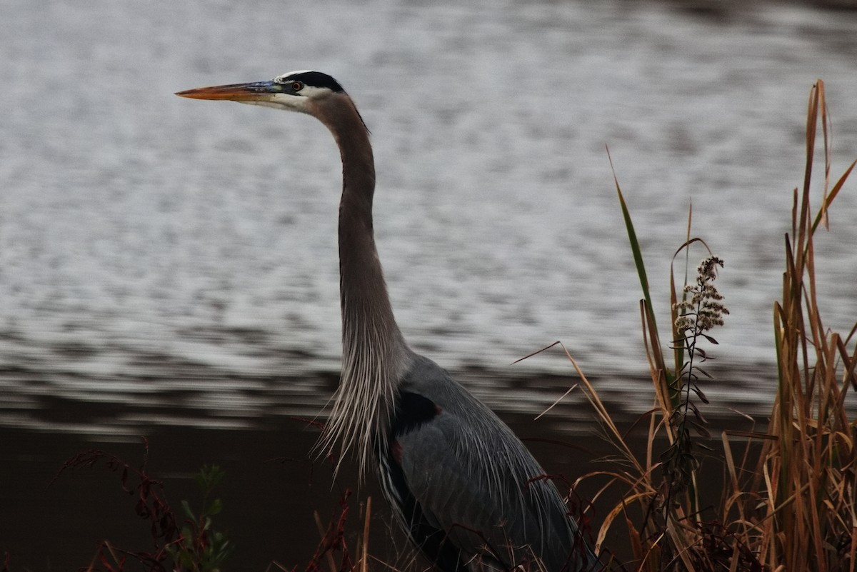 Great Blue Heron - ML563232511