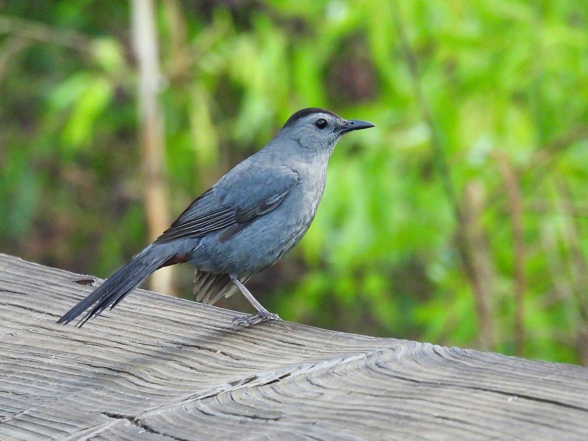 Gray Catbird - ML563233051