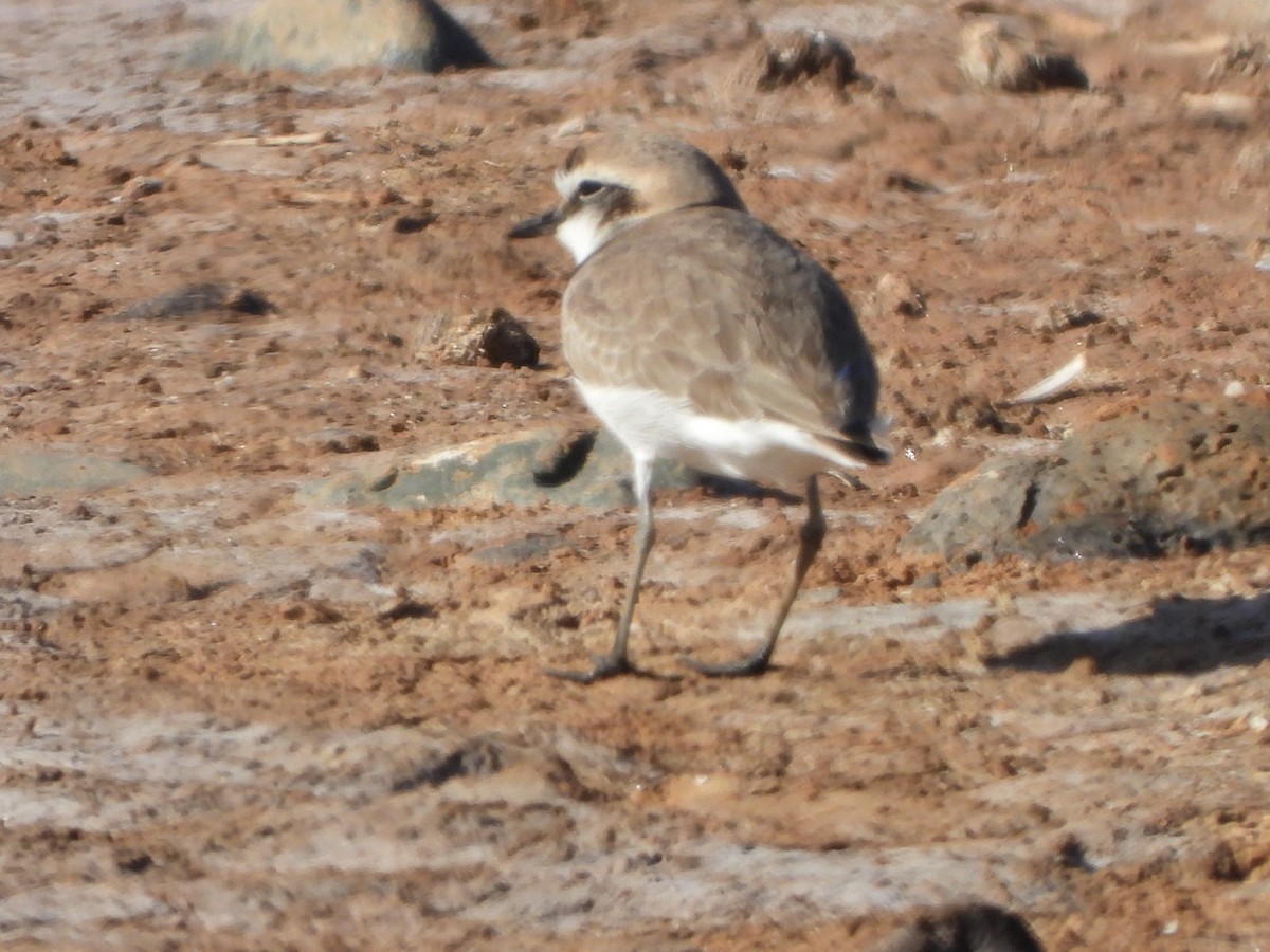 Kentish Plover - ML563233171