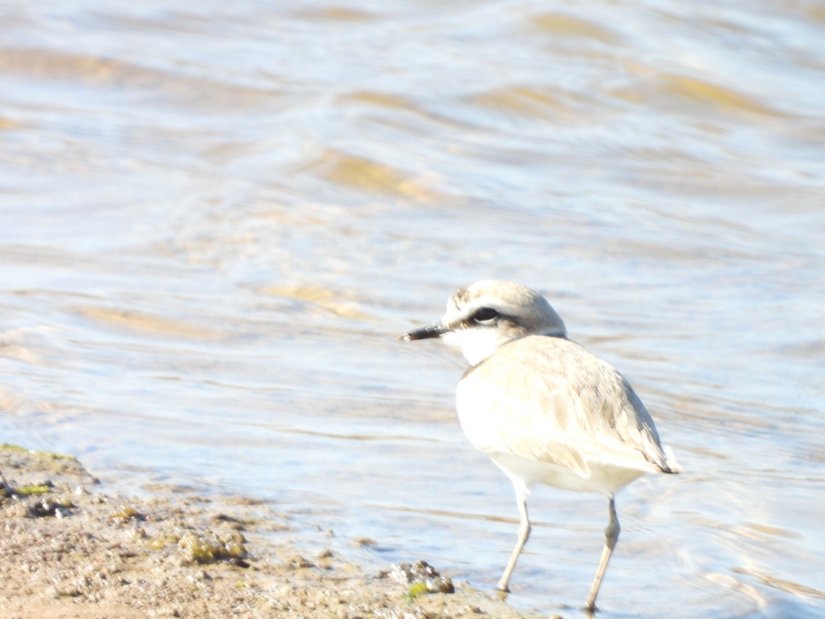 Kentish Plover - ML563233181