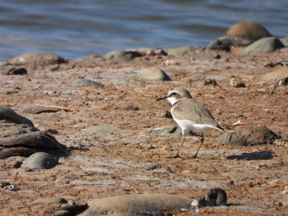 Kentish Plover - ML563233191