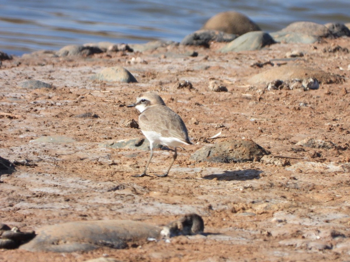 Kentish Plover - ML563233201