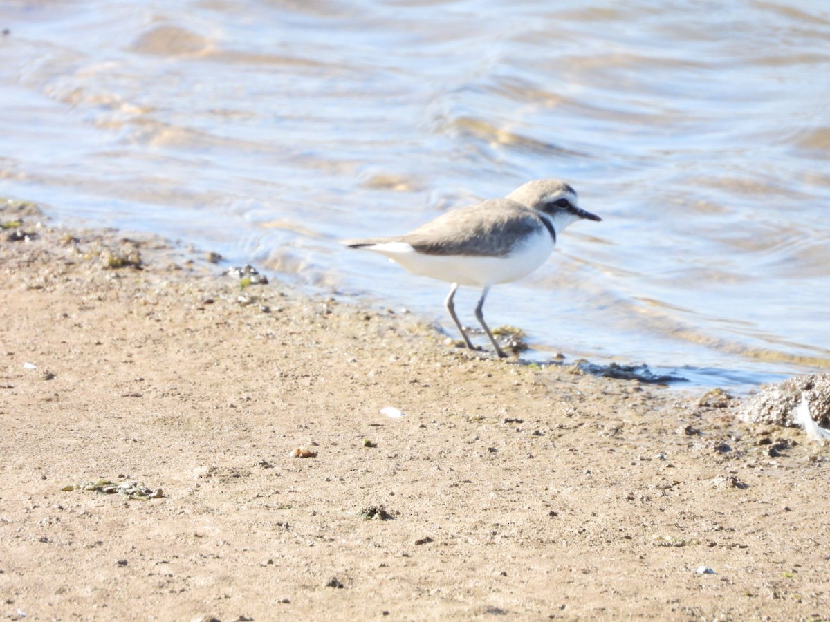 Kentish Plover - ML563233231