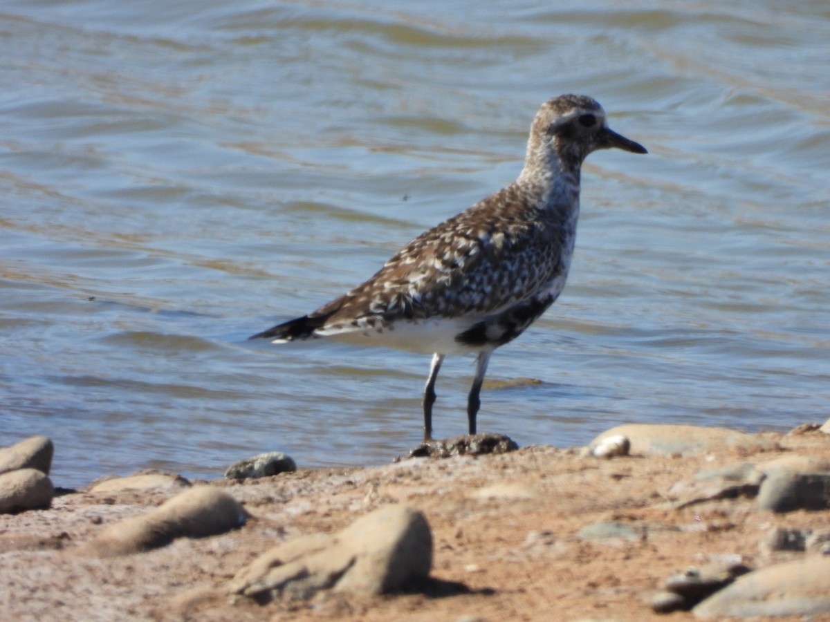 Black-bellied Plover - ML563233631