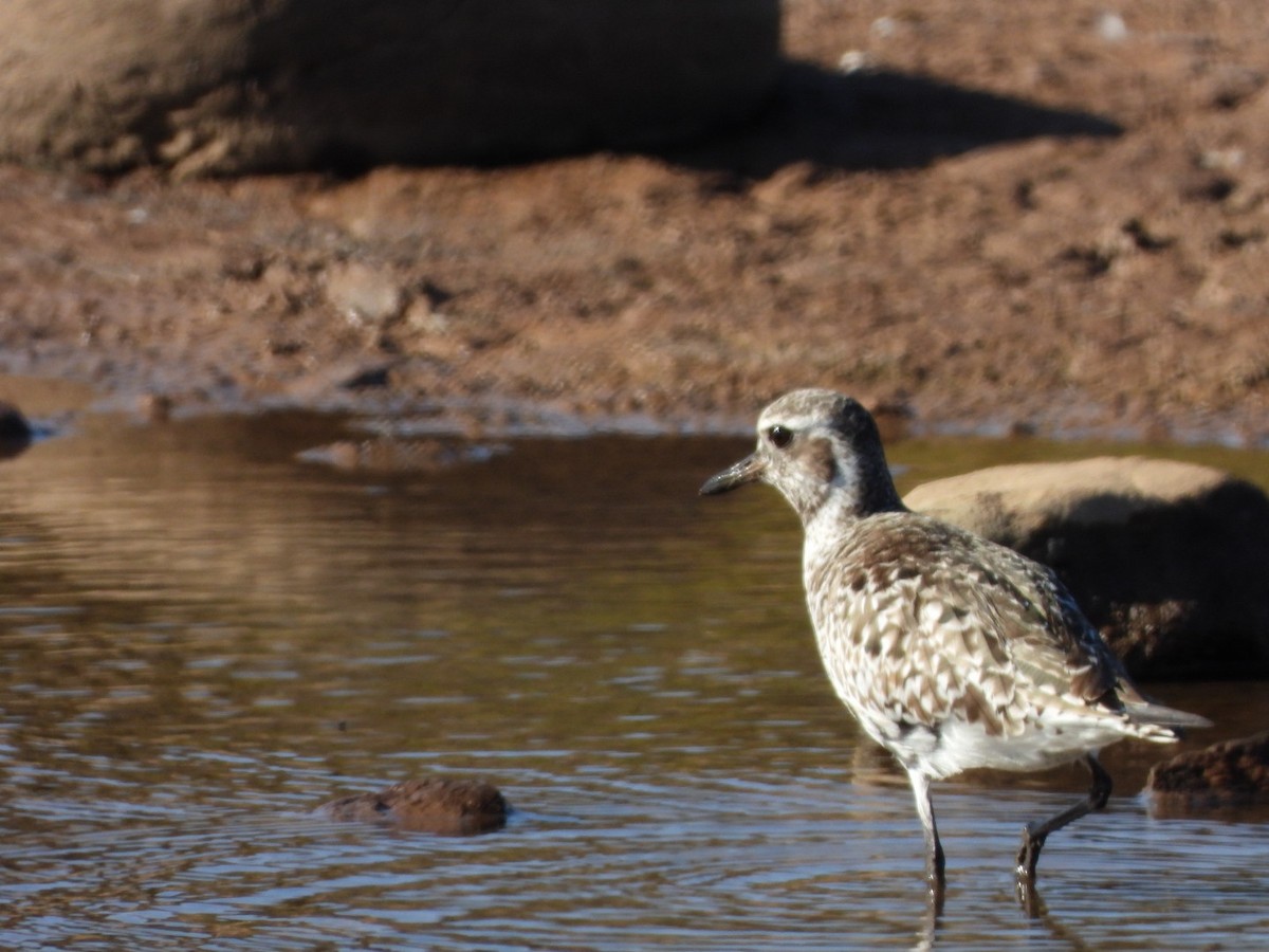 Black-bellied Plover - ML563233641