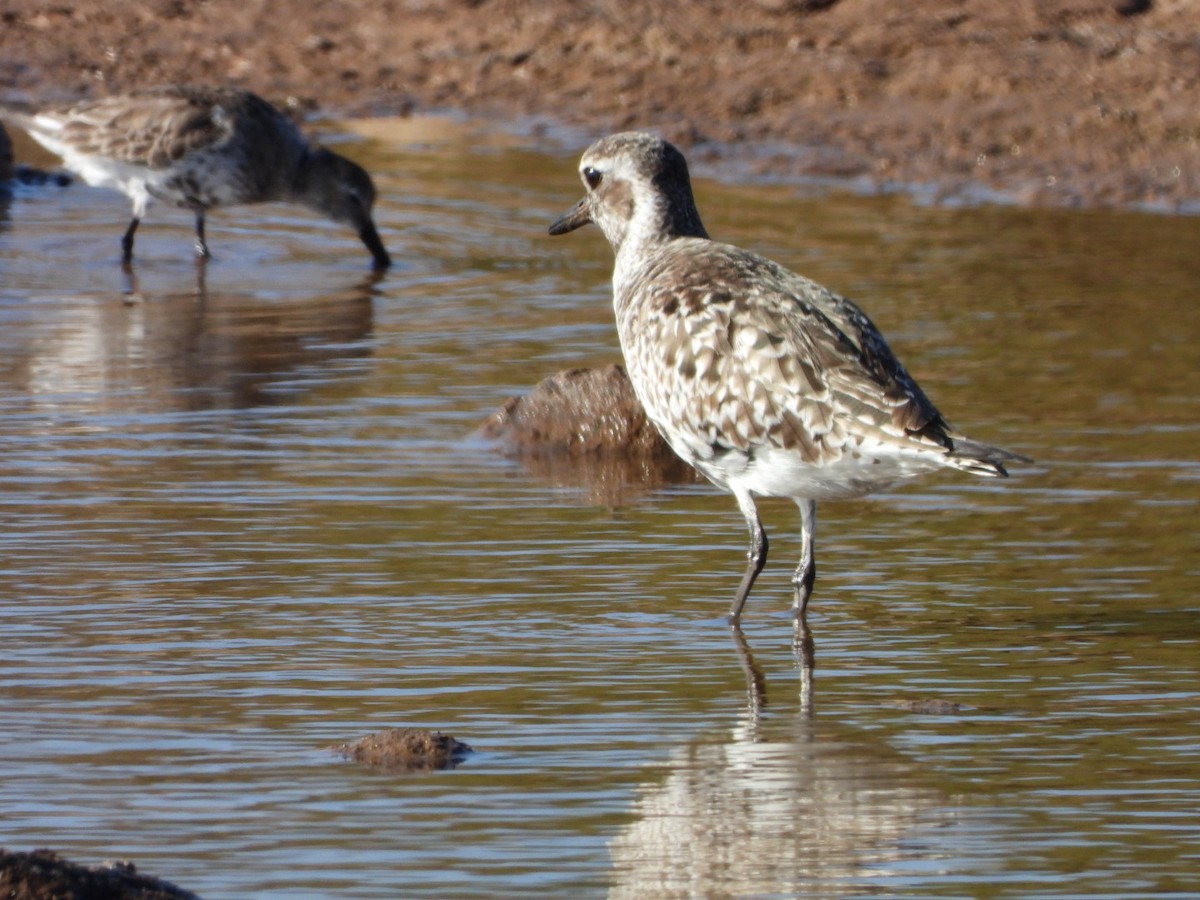 Black-bellied Plover - ML563233651