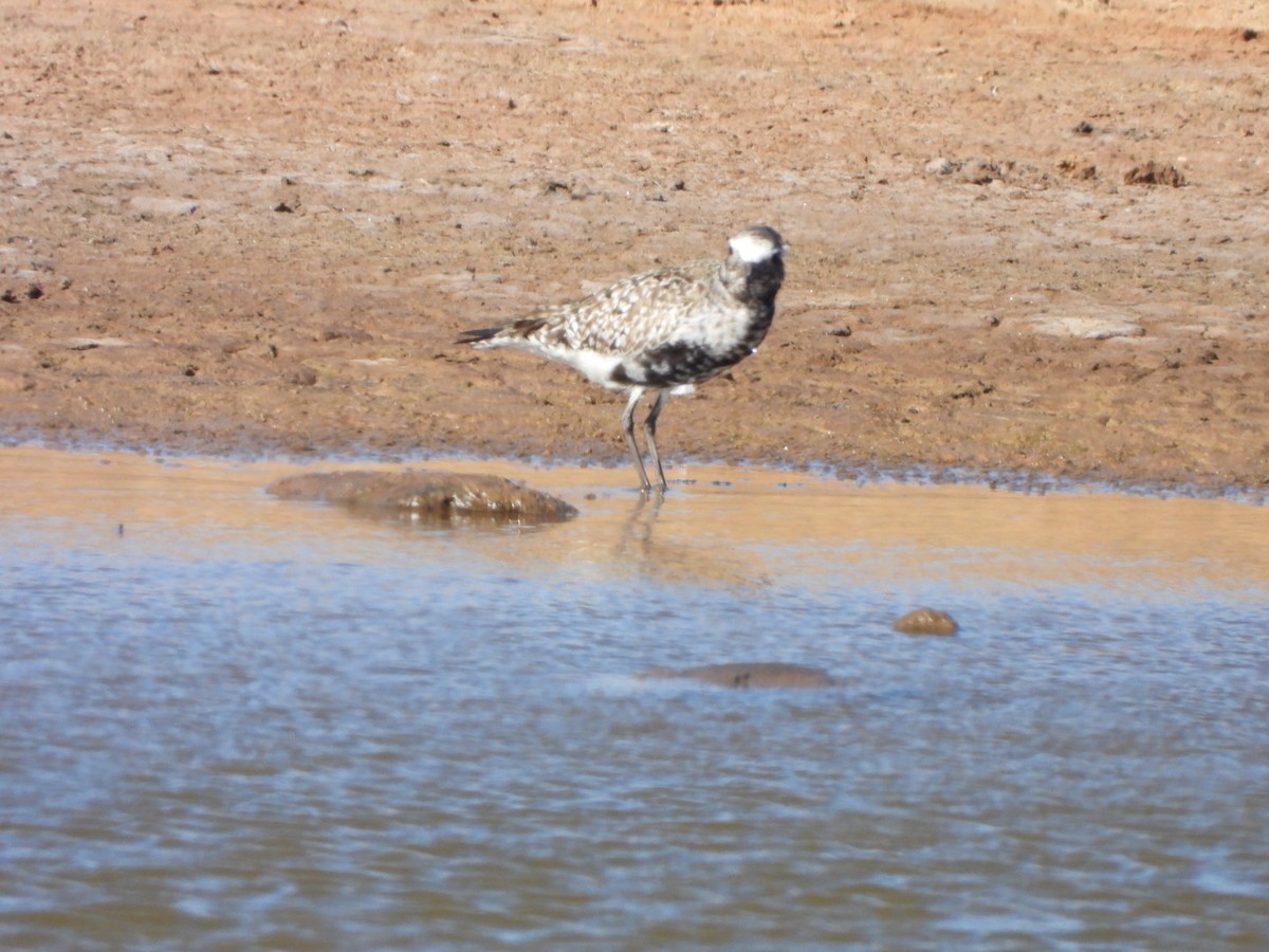 Black-bellied Plover - ML563233671