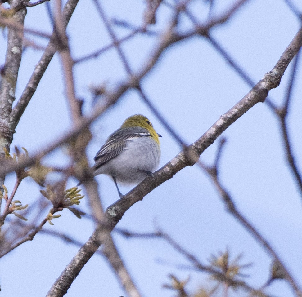 Yellow-throated Vireo - ML563234311