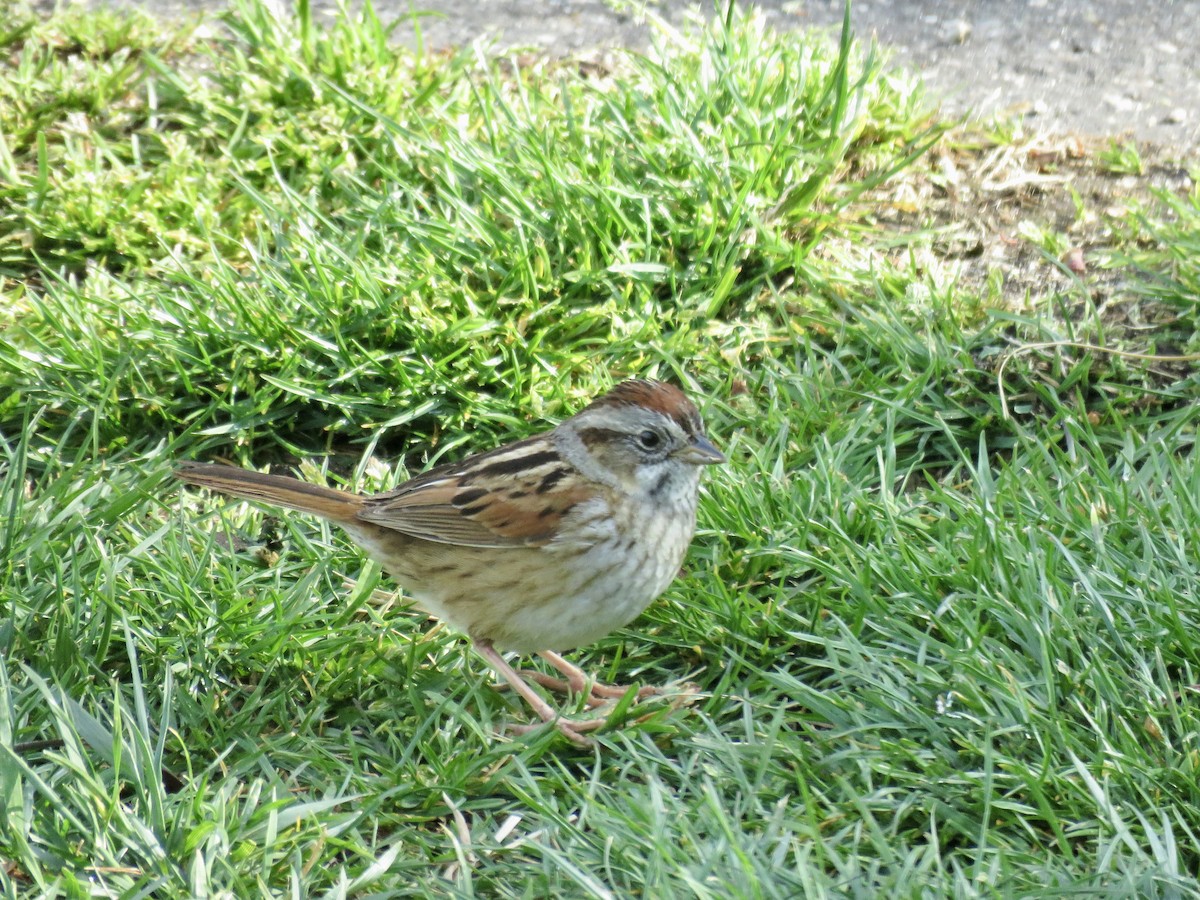Swamp Sparrow - ML563235051