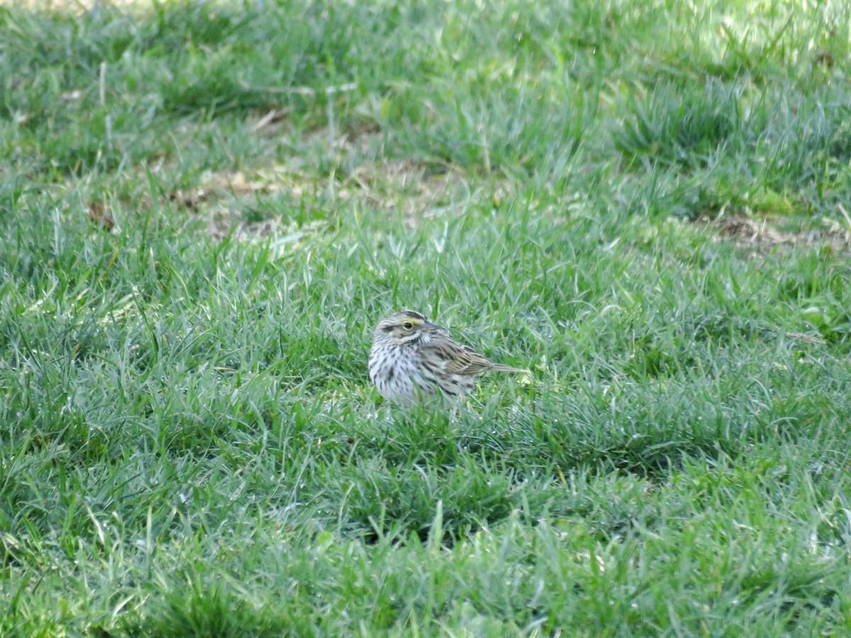 Savannah Sparrow (Savannah) - ML563235201