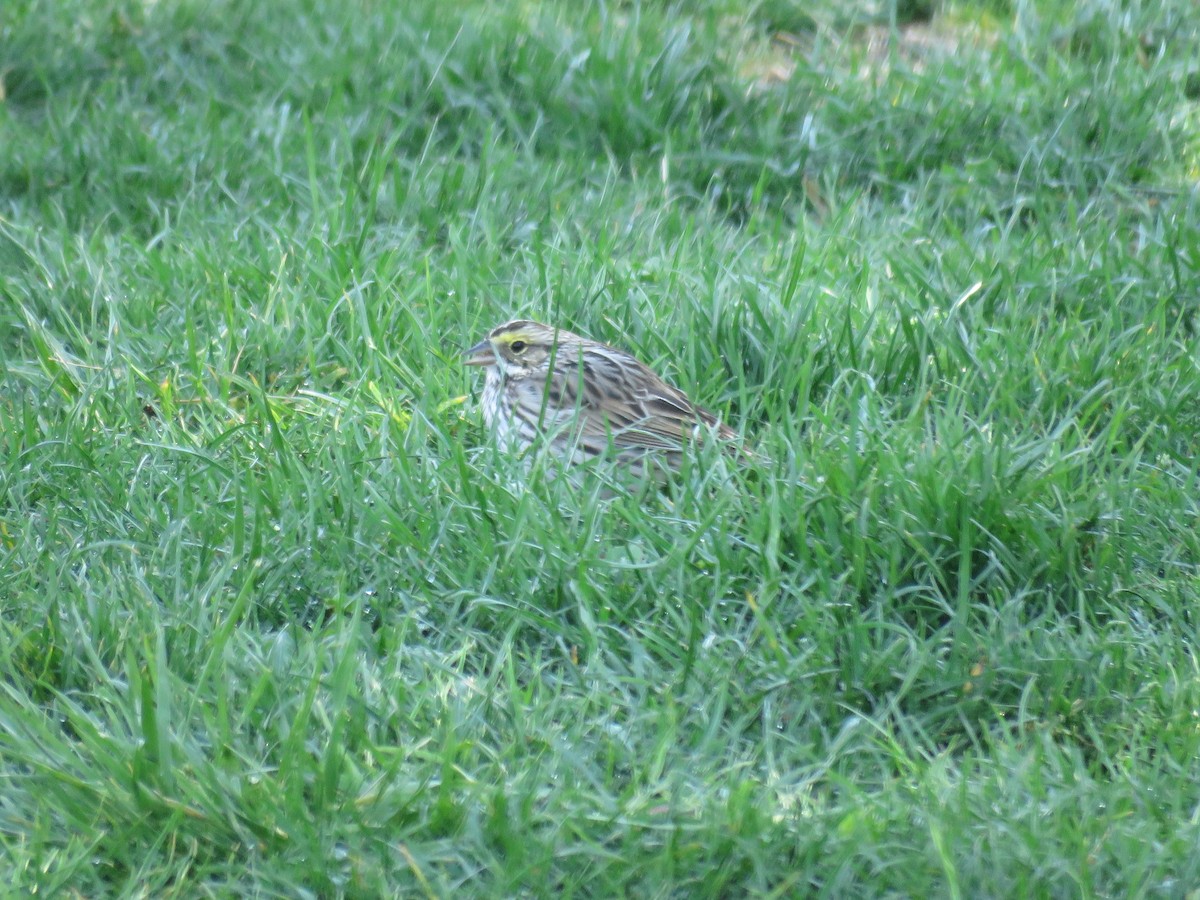 Savannah Sparrow (Savannah) - ML563235221