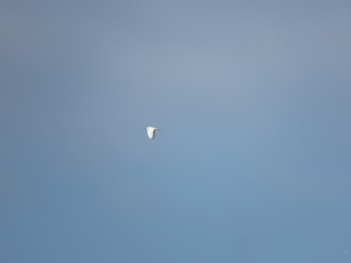 Snowy Egret - ML563235241