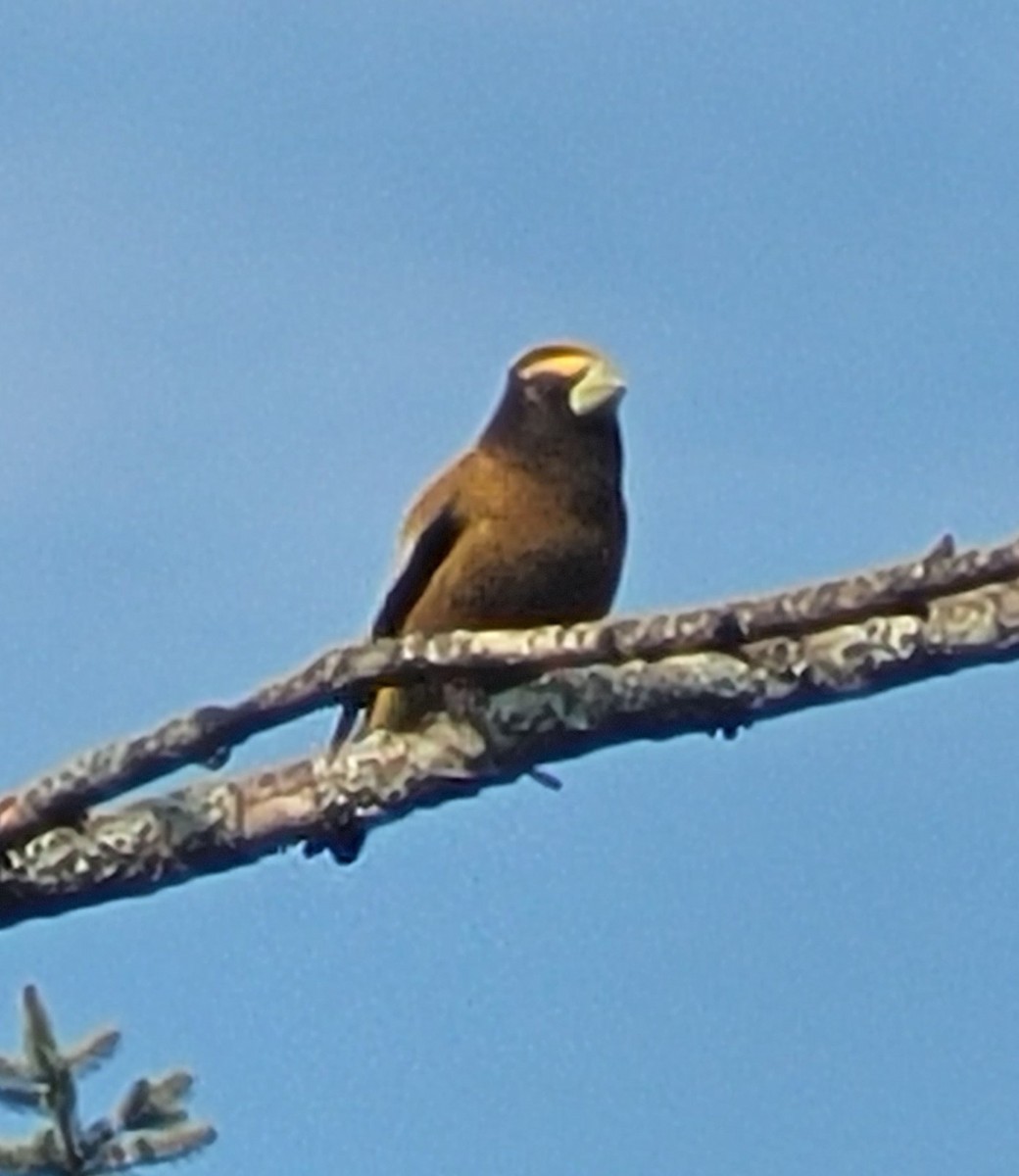 Evening Grosbeak - Richard Cohen