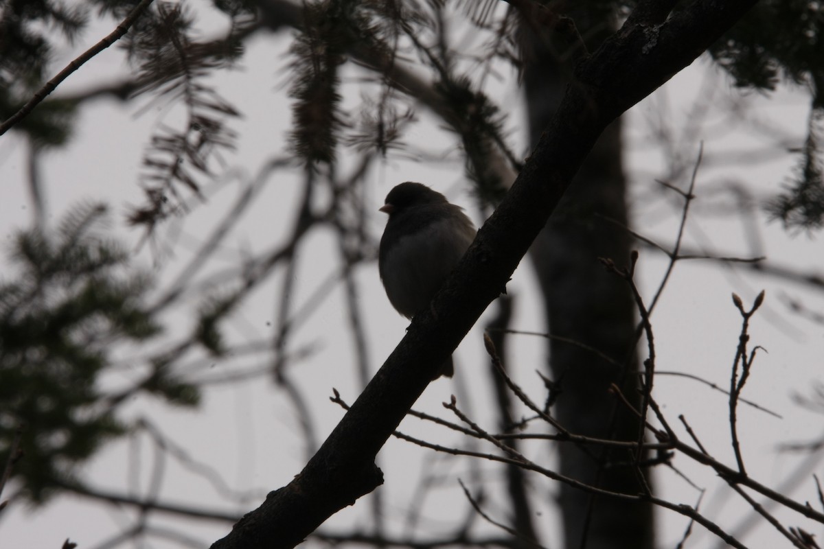 Dark-eyed Junco - ML563236231