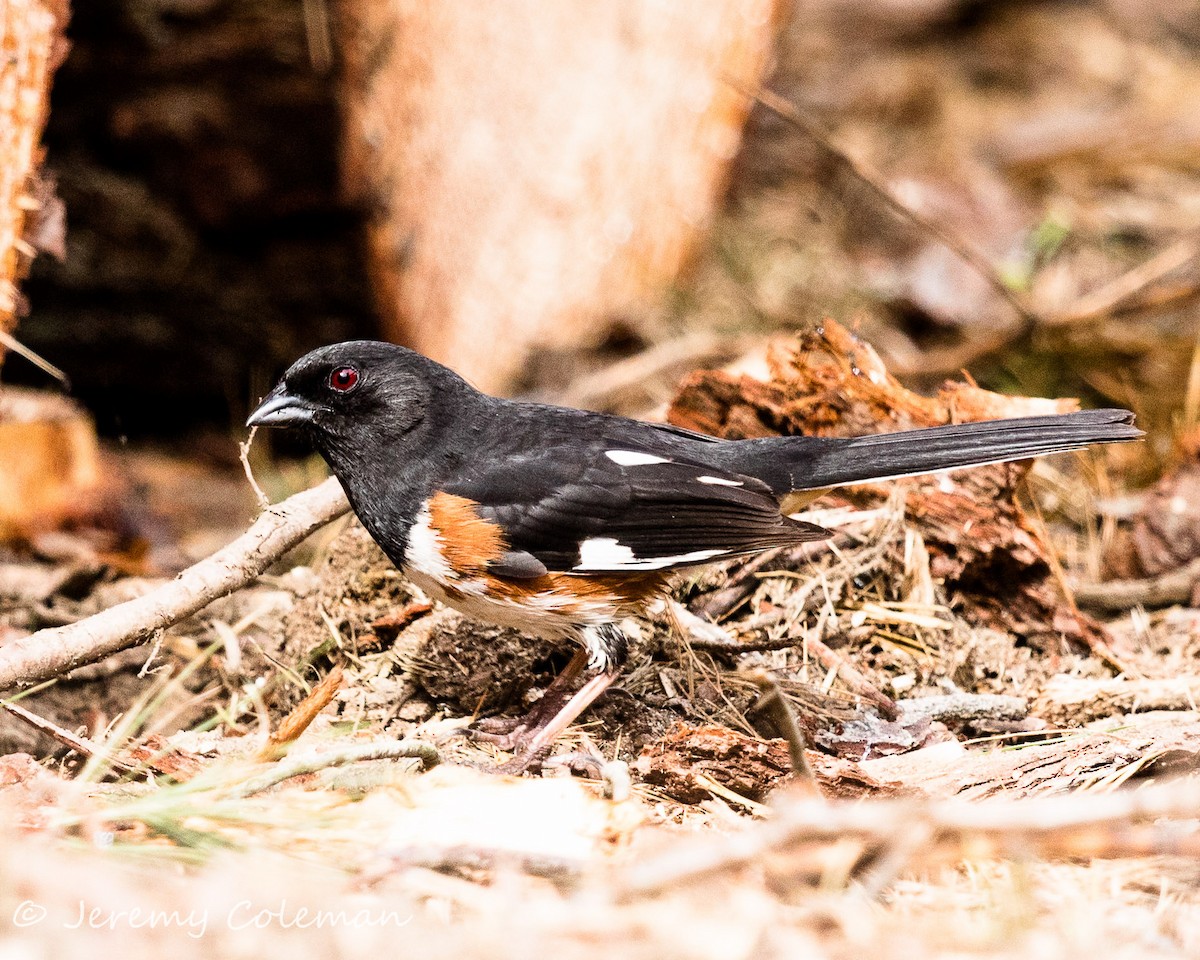 ワキアカトウヒチョウ - ML56323631