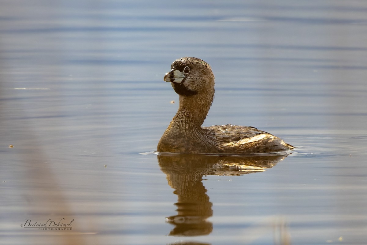 Pied-billed Grebe - ML563237501