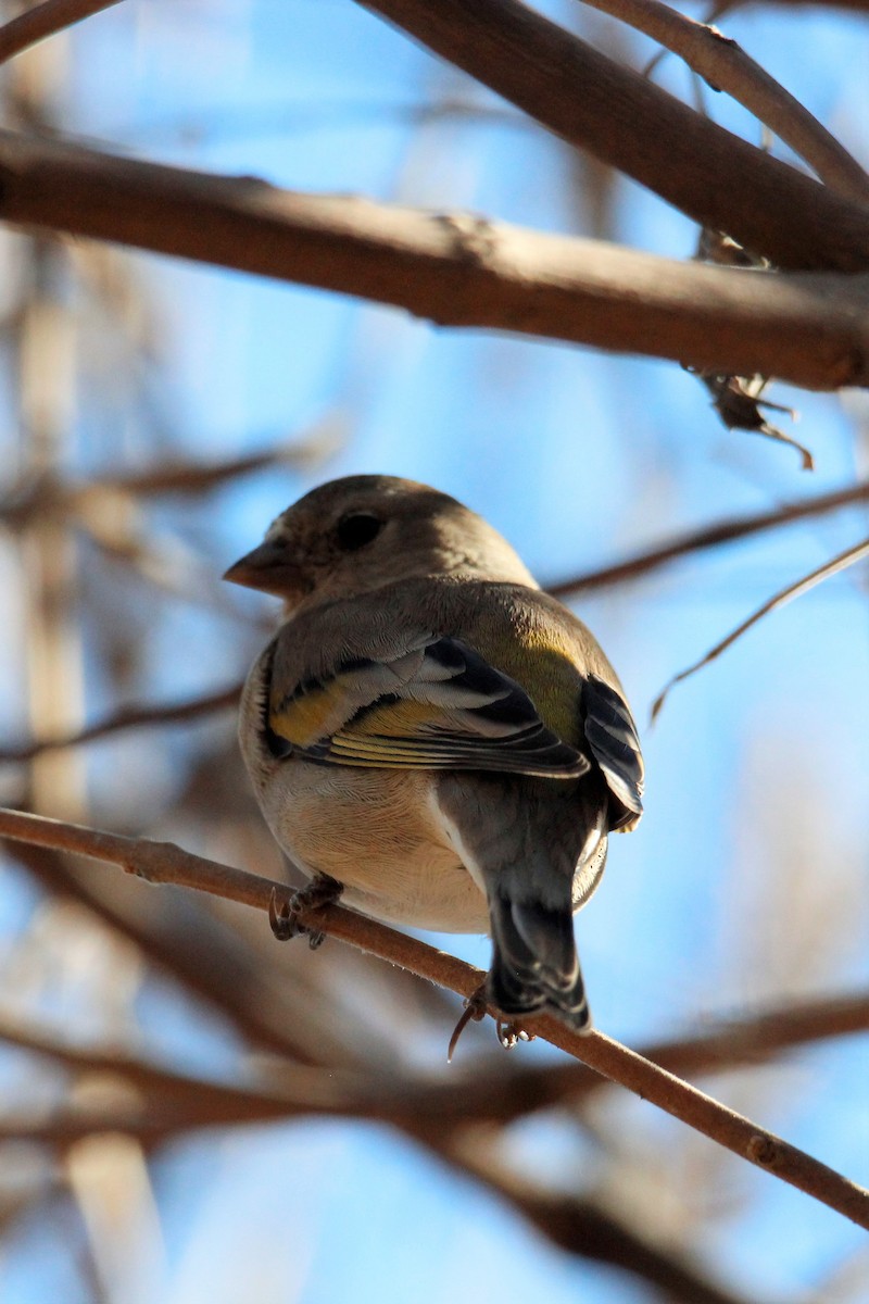 Lawrence's Goldfinch - ML563237791