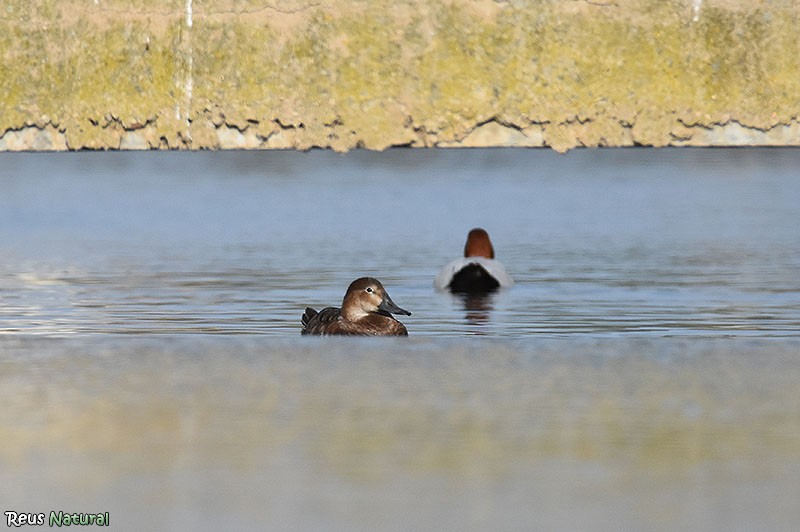 Common Pochard - Enric Pàmies