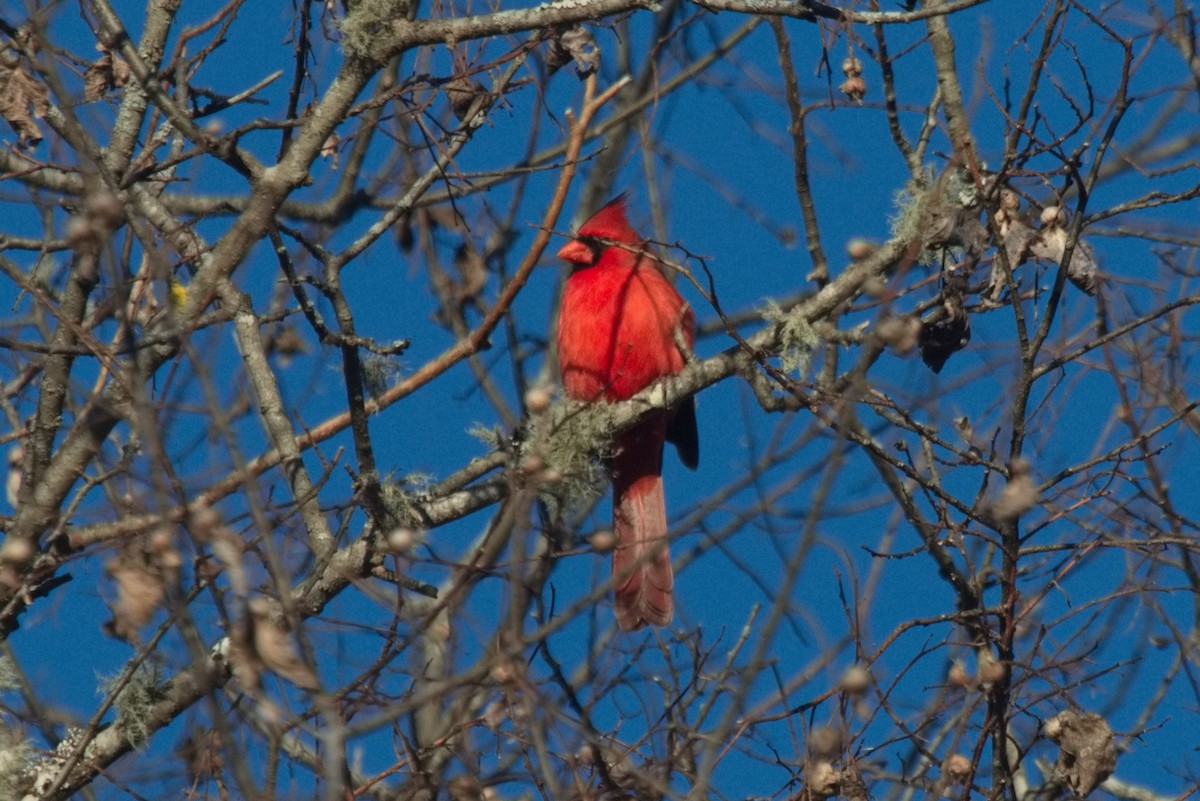 Northern Cardinal - ML563238881