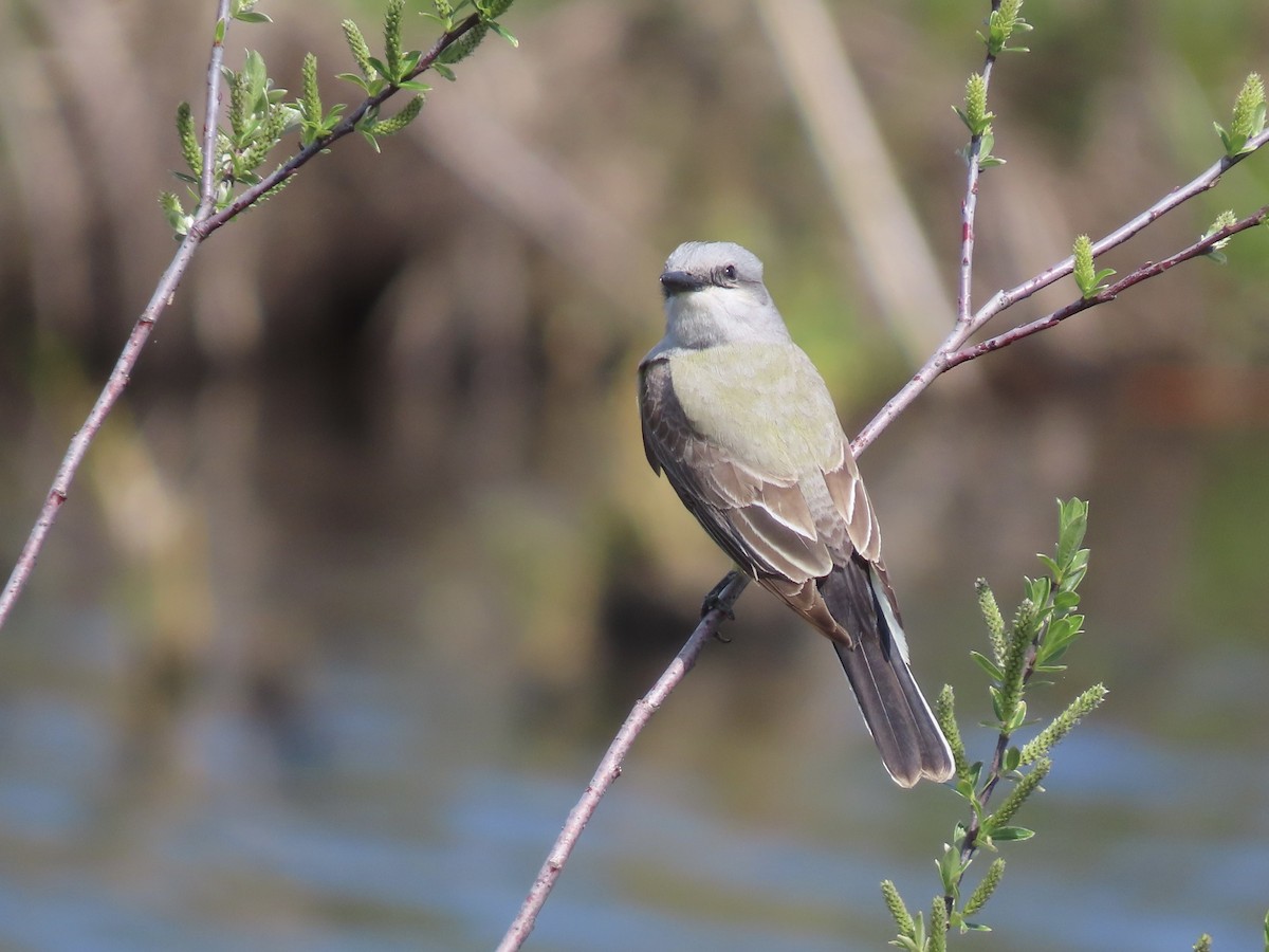 Western Kingbird - ML563239891