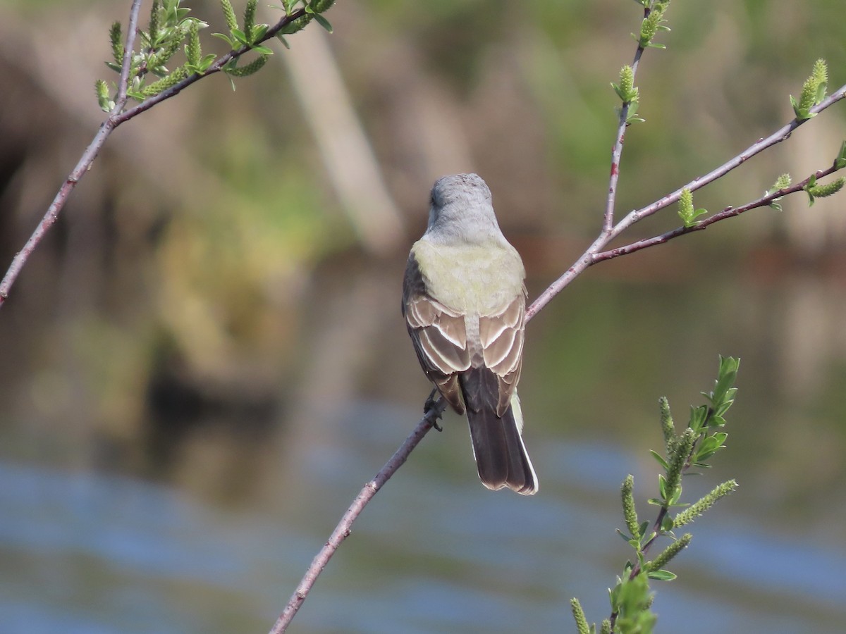 Western Kingbird - ML563240081