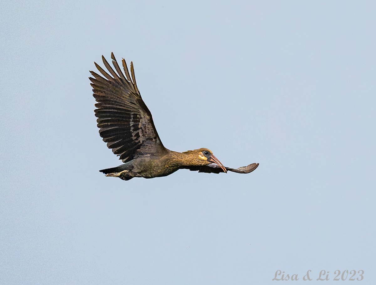 ibis olivový - ML563240681