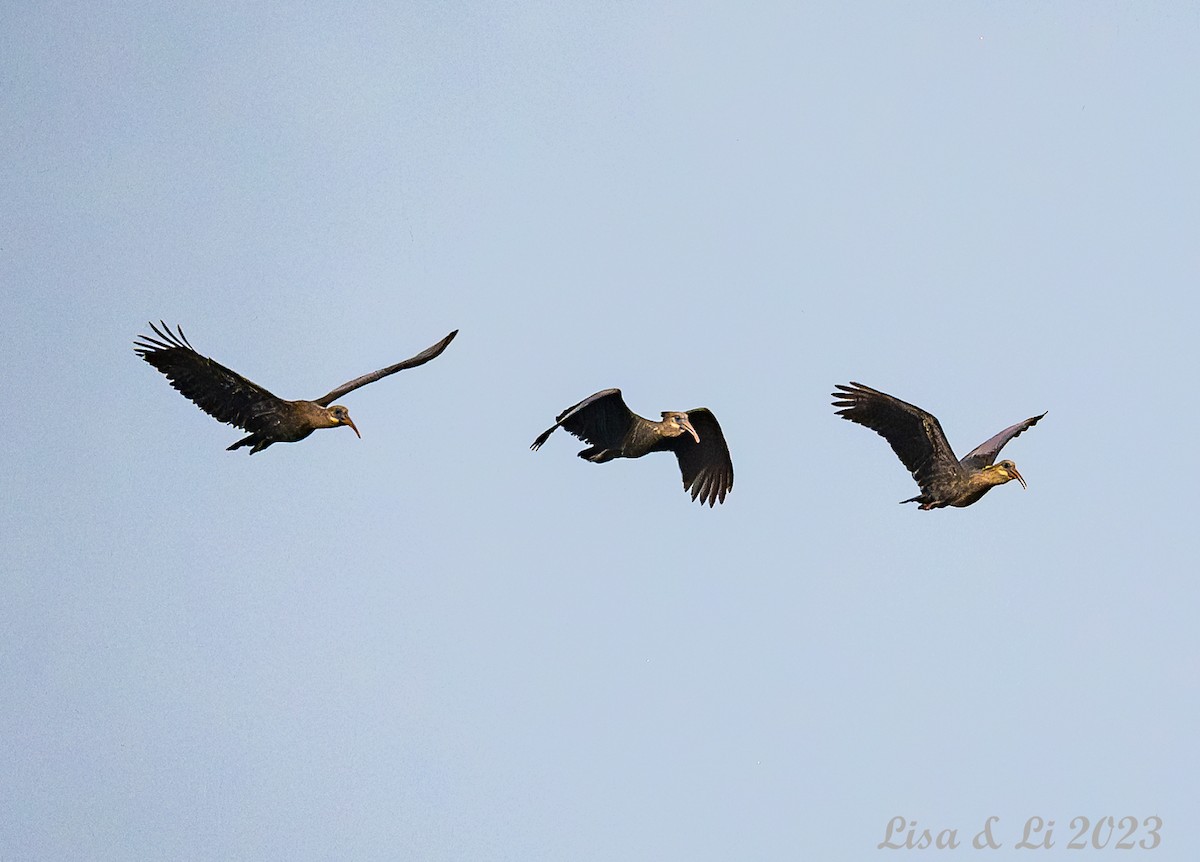 ibis olivový - ML563240691