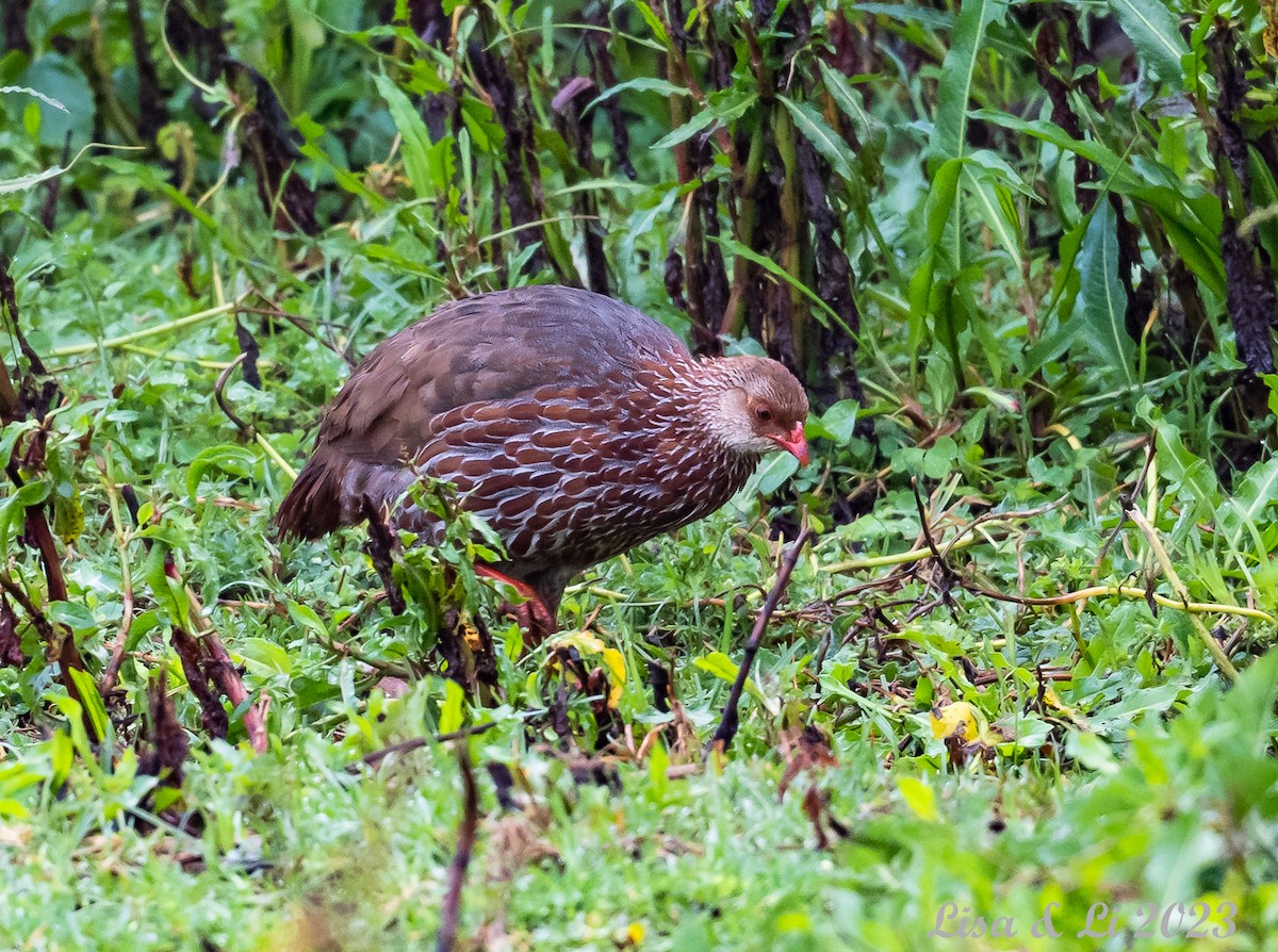 Jackson's Spurfowl - ML563240951