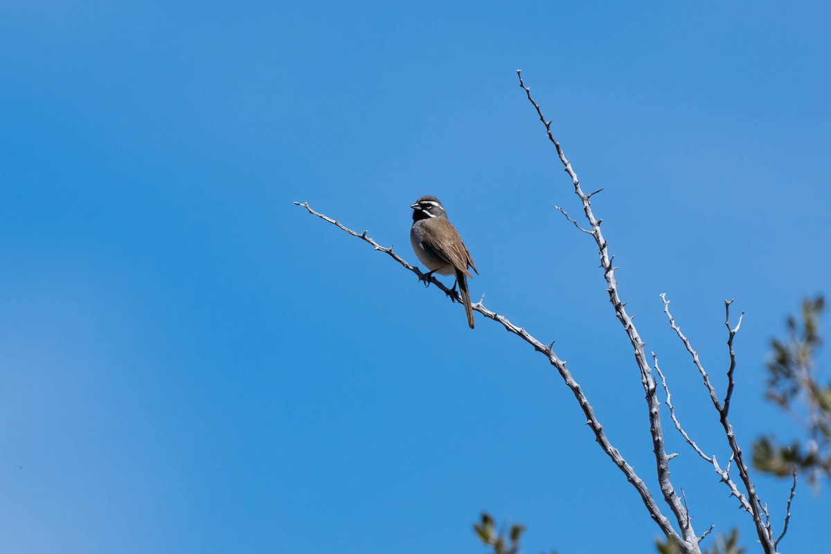 Black-throated Sparrow - ML563240991