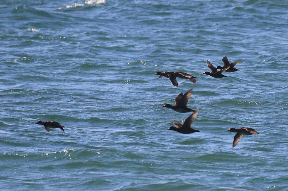 Black Scoter - ML56324181